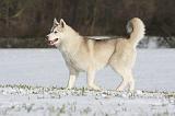 SIBERIAN HUSKY 454